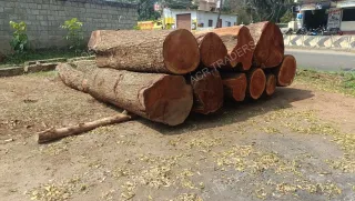 Mahogany Wood Log 01