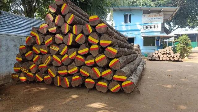 Bolivia Teak Log