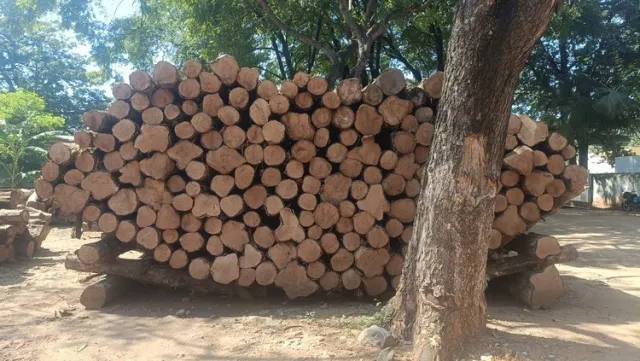 Panama Teak Log 