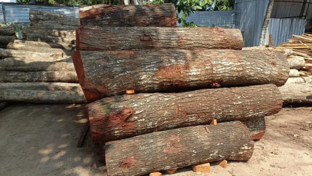 Premium Mahogany Wood Log Girth Range Above 40 inches