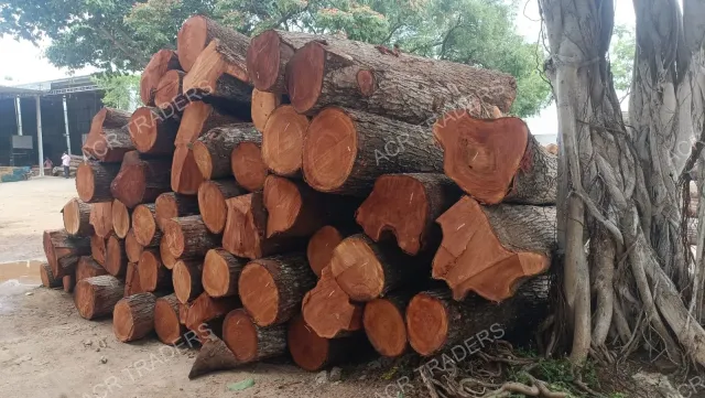 Mahogany Wood Log Girth Range Above 45 Inches