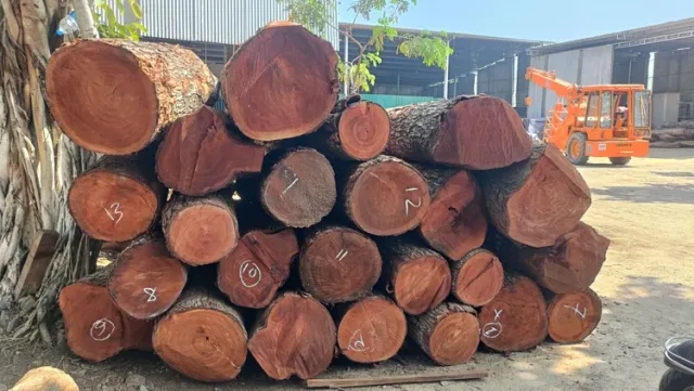 Premium Mahogany Wood Log Girth Range Above 40 inches