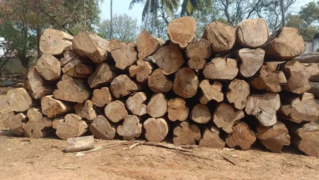 Premium Nilambur Teak 2