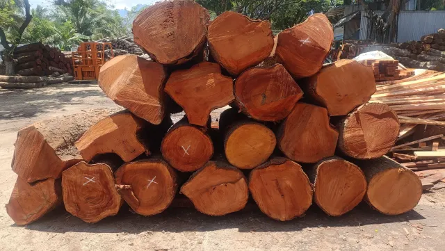High-Quality Mahogany Wood Log Girth Range Above 45 Inches