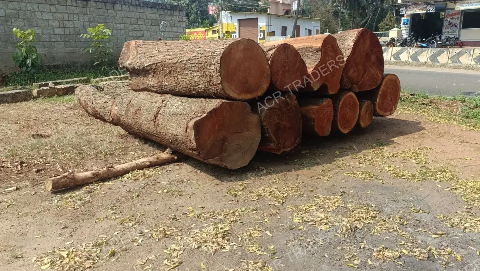 Mahogany Wood Log 01