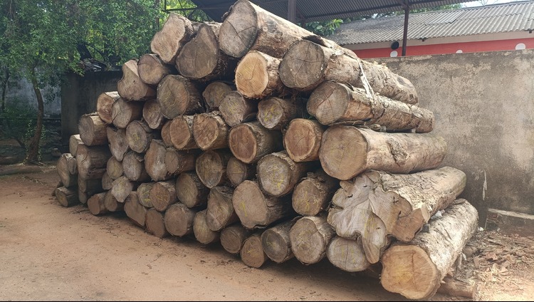 Premium Grade Teak log