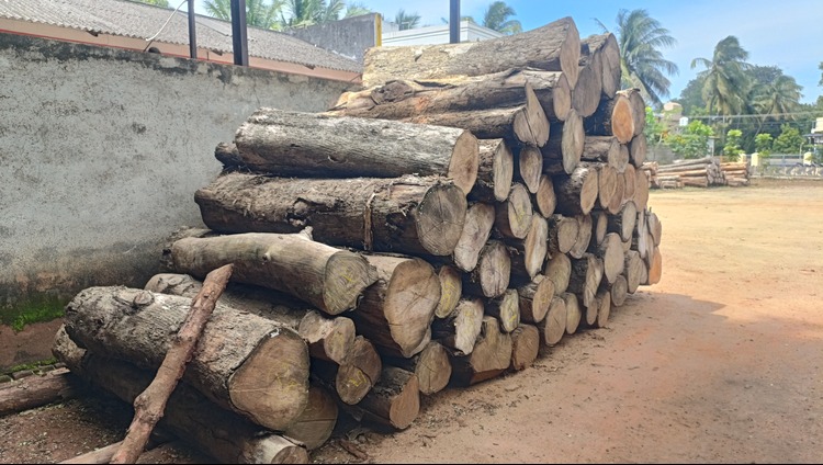 Premium Grade Teak log